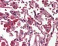 RETN / Resistin Antibody